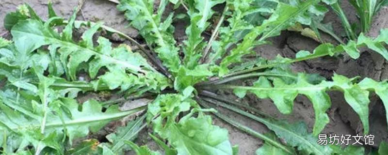 野生荠菜长得什么样