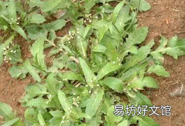野生荠菜长得什么样