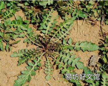 野生荠菜长得什么样