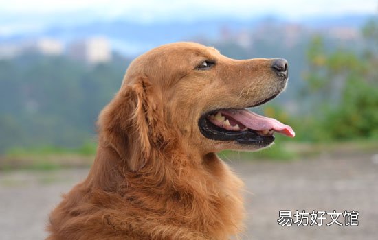 金毛寻回犬掉毛程度