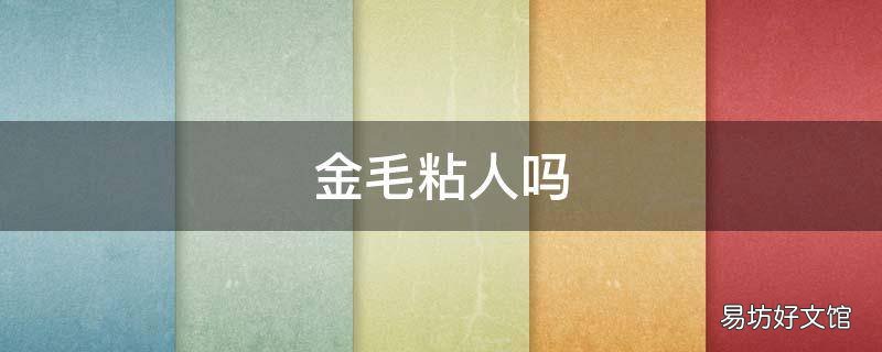 金毛粘人吗