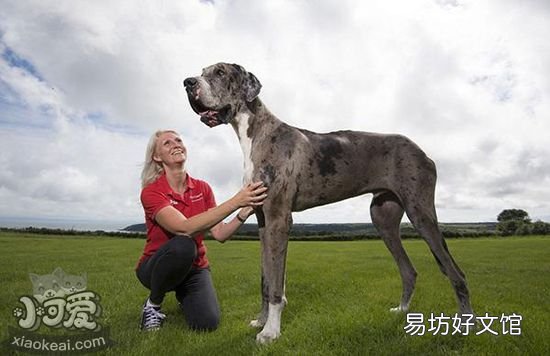 大丹犬性格怎么样