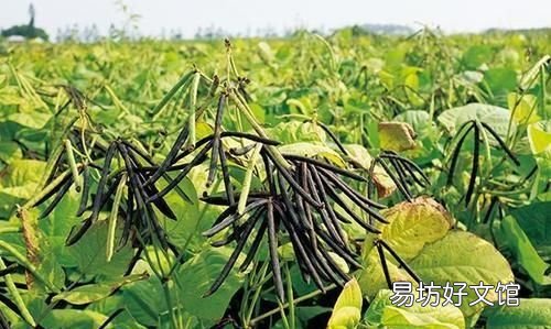 学生在家种绿豆的方法 学生在家怎么种绿豆