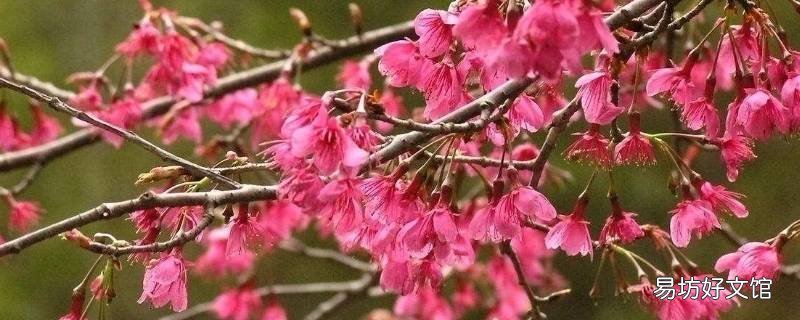 大腹木棉果实能吃吗