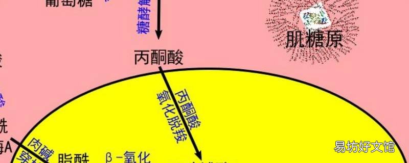 肌糖原可以分解吗