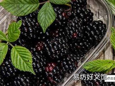 黑莓怎么吃