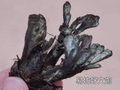 干巴菌怎么清洗干净