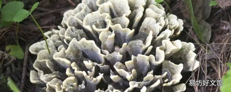 干巴菌怎么清洗干净