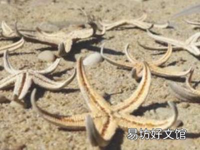海星怎么晒干保存