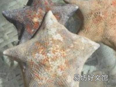 海星怎么晒干保存