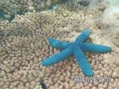 海星怎么晒干保存