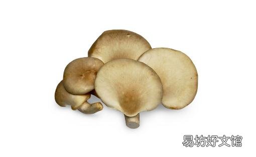 吃鲍鱼菇有什么好处?鲍鱼菇的做法