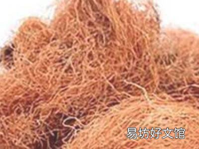 玉米须怎么晒干保存