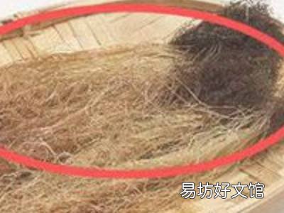 玉米须怎么晒干保存