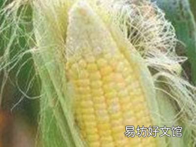 玉米须怎么晒干保存