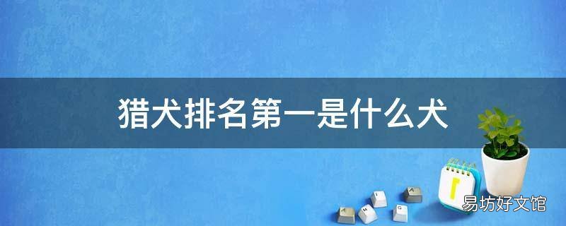 猎犬排名第一是什么犬