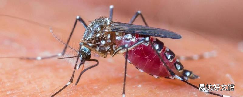 蚊子拍死在墙上擦不掉怎么办