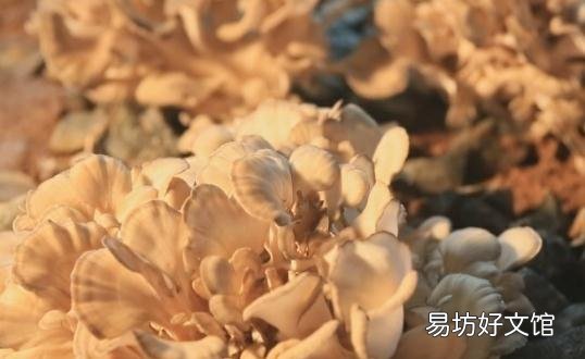 栗蘑的功效 栗蘑的做法