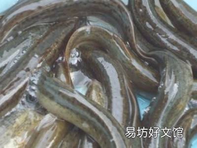 小泥鳅怎么处理干净