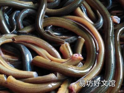 小泥鳅怎么处理干净