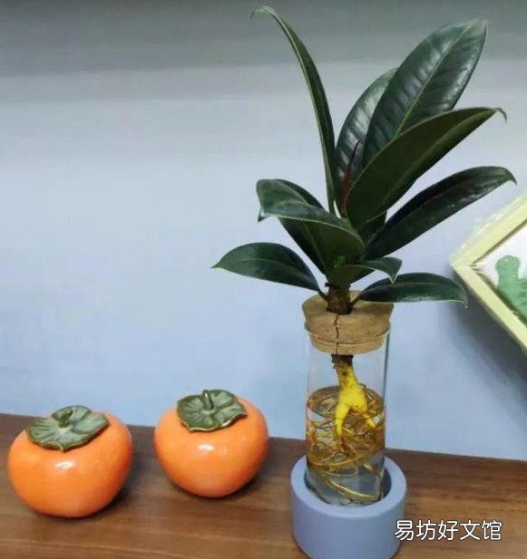插花水里放盐还是糖 哪个效果更好