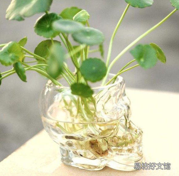 插花水里放盐还是糖 哪个效果更好