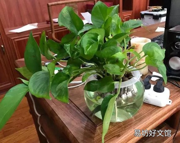 插花水里放盐还是糖 哪个效果更好