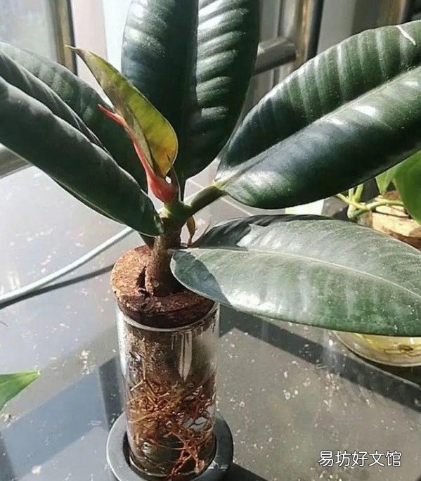 插花水里放盐还是糖 哪个效果更好