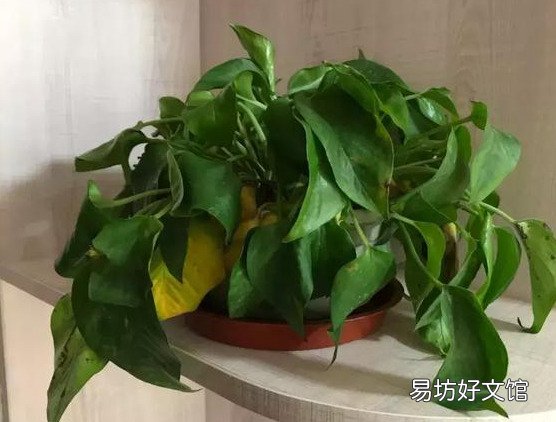 插花水里放盐还是糖 哪个效果更好