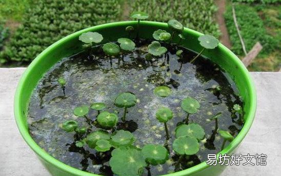 插花水里放盐还是糖 哪个效果更好