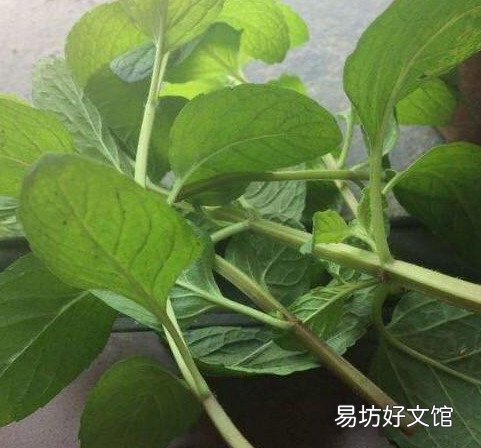 插花水里放盐还是糖 哪个效果更好
