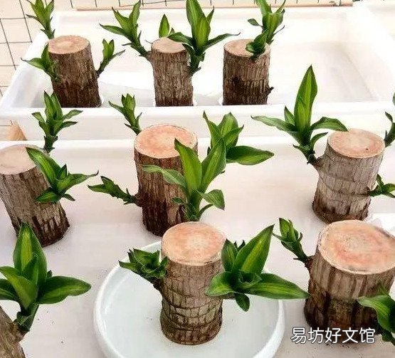 插花水里放盐还是糖 哪个效果更好