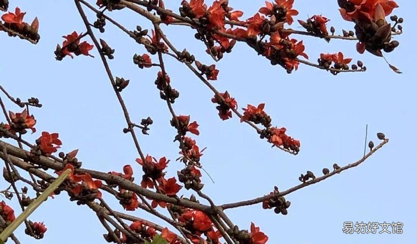 木棉花的花语是什么
