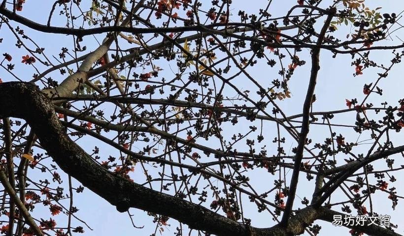 木棉花的花语是什么
