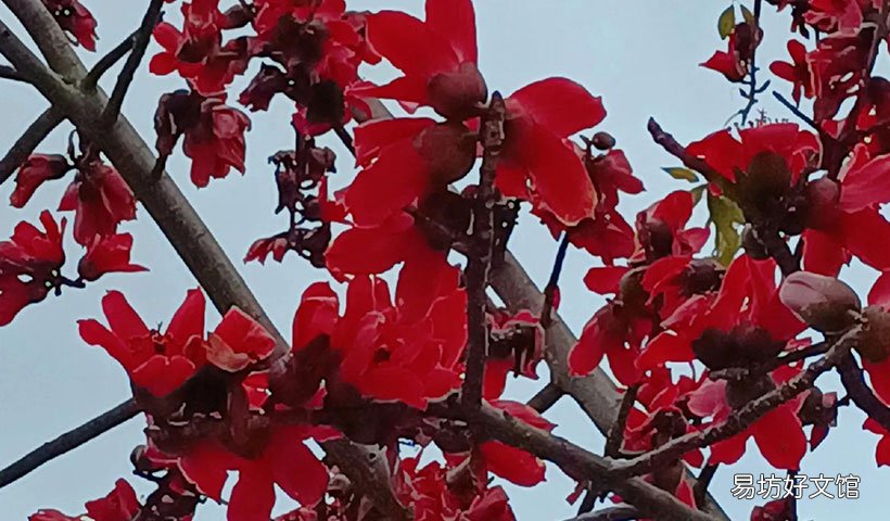 木棉花的花语是什么