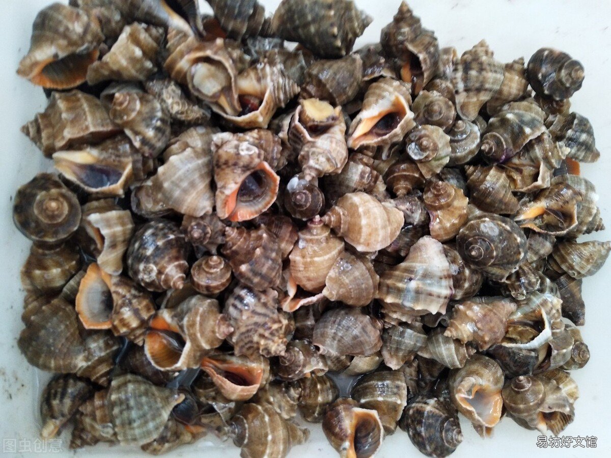 海螺煮多久能熟 海螺煮多久多长时间最好吃