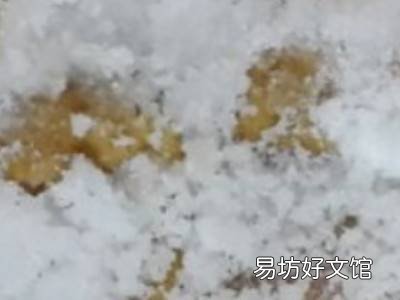 黄皮怎样保存长久