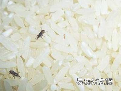 米生蛾子怎么清除