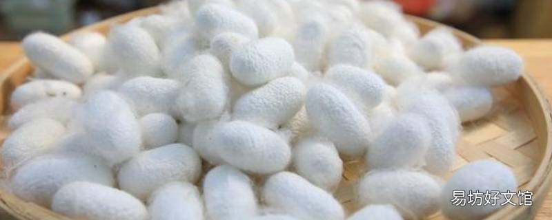 蚕茧怎么抽丝做蚕丝被