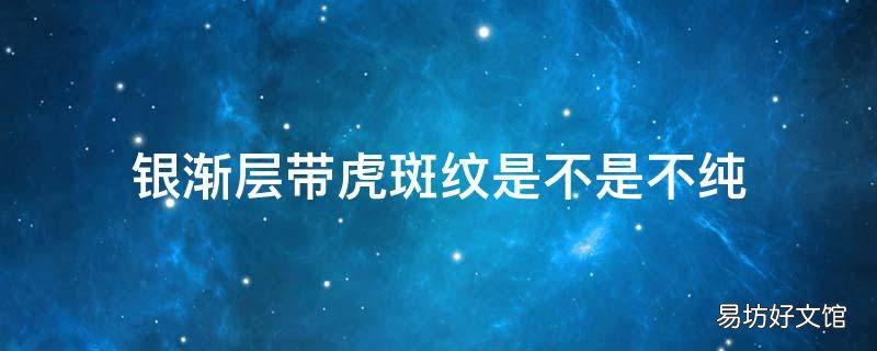 银渐层带虎斑纹是不是不纯