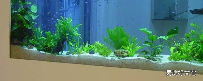 鱼缸底滤消声用海洋球可以吗