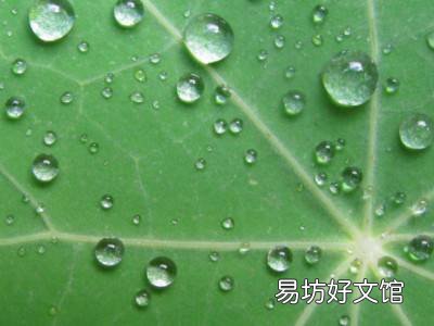 新鲜荷叶怎么制作干荷叶