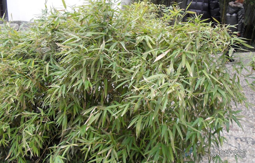 竹子属于树还是草