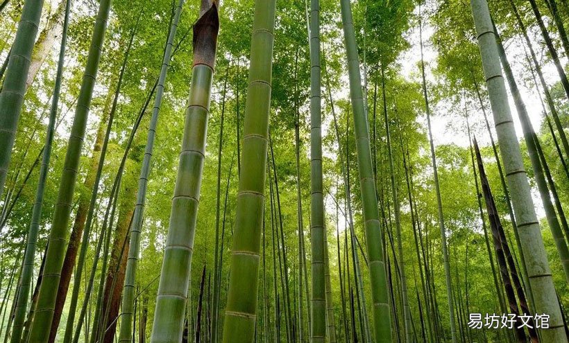 竹子属于树还是草