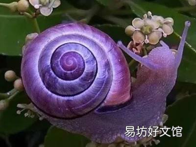 怎样分辨蜗牛有毒