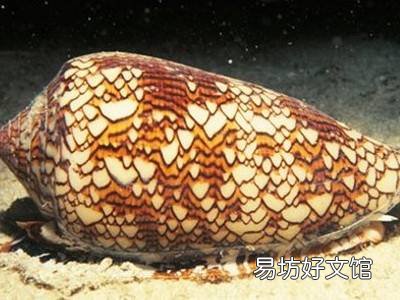 怎样分辨蜗牛有毒