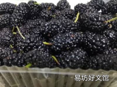 桑葚酒的酿造方法及制作步骤