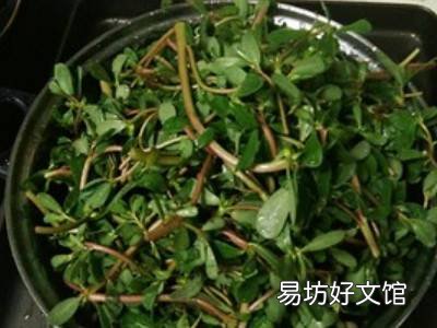 马齿苋如何制干