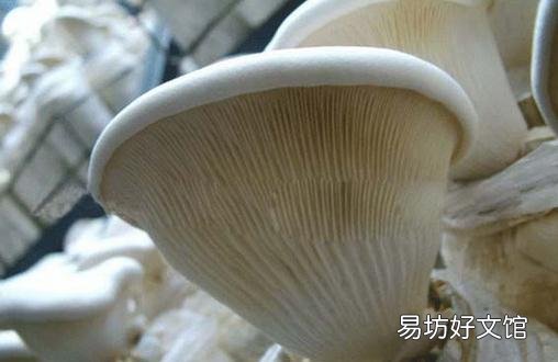 白灵菇的营养价值 白灵菇的做法大全