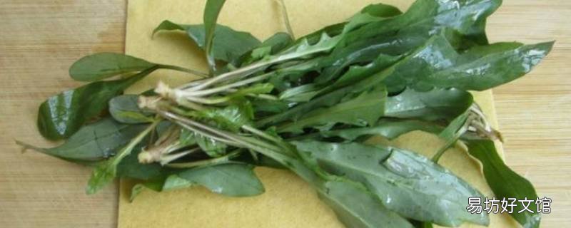 苦菜根怎么做好吃
